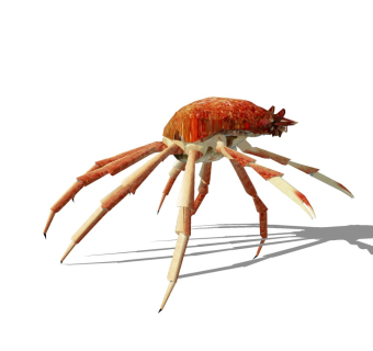 精品动物模型 龙虾 (3)